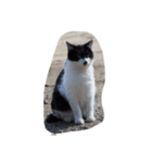 cat_huji 富士猫（個別スタンプ：4）