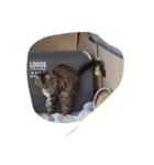 cat_huji 富士猫（個別スタンプ：6）
