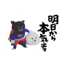 くぅさんだらけのスタンプ（個別スタンプ：12）