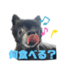 くぅさんだらけのスタンプ（個別スタンプ：21）
