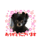くぅさんだらけのスタンプ（個別スタンプ：30）