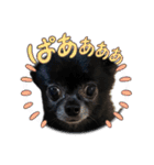 くぅさんだらけのスタンプ（個別スタンプ：35）