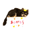 エルモはわんぱくん（個別スタンプ：10）