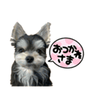 エルモはわんぱくん（個別スタンプ：12）