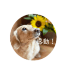 日常アルバ（個別スタンプ：1）