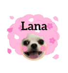 Lana 2nd Birthday（個別スタンプ：40）