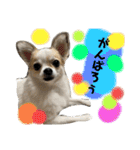 ACEスタンプ2（個別スタンプ：1）