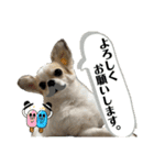 ACEスタンプ2（個別スタンプ：10）