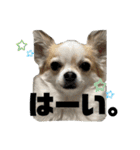 ACEスタンプ2（個別スタンプ：11）