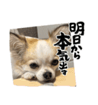 ACEスタンプ2（個別スタンプ：38）