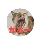 我が家の猫（語尾ニャ編）（個別スタンプ：5）