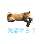 ぴらいわ（個別スタンプ：1）