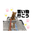 ぴらいわ（個別スタンプ：2）