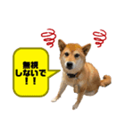 ぴらいわ（個別スタンプ：6）