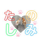 ぴらいわ（個別スタンプ：7）