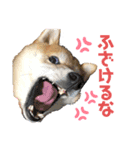 ぴらいわ（個別スタンプ：8）