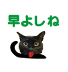 福井弁の黒猫（個別スタンプ：1）