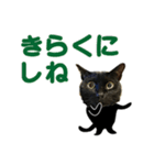 福井弁の黒猫（個別スタンプ：2）