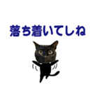 福井弁の黒猫（個別スタンプ：6）