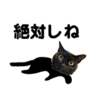 福井弁の黒猫（個別スタンプ：7）