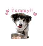 むちゃむちゃ おばあちゃん犬スタンプ（個別スタンプ：1）