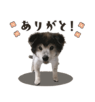 むちゃむちゃ おばあちゃん犬スタンプ（個別スタンプ：2）