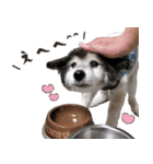 むちゃむちゃ おばあちゃん犬スタンプ（個別スタンプ：5）