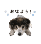 むちゃむちゃ おばあちゃん犬スタンプ（個別スタンプ：6）
