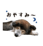 むちゃむちゃ おばあちゃん犬スタンプ（個別スタンプ：7）