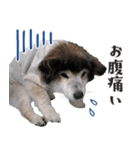 むちゃむちゃ おばあちゃん犬スタンプ（個別スタンプ：8）