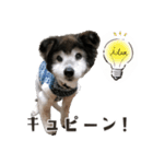 むちゃむちゃ おばあちゃん犬スタンプ（個別スタンプ：9）