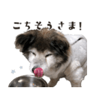 むちゃむちゃ おばあちゃん犬スタンプ（個別スタンプ：10）