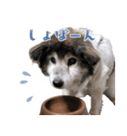 むちゃむちゃ おばあちゃん犬スタンプ（個別スタンプ：11）