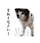むちゃむちゃ おばあちゃん犬スタンプ（個別スタンプ：12）