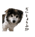 むちゃむちゃ おばあちゃん犬スタンプ（個別スタンプ：14）