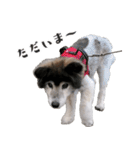むちゃむちゃ おばあちゃん犬スタンプ（個別スタンプ：15）