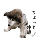 むちゃむちゃ おばあちゃん犬スタンプ（個別スタンプ：16）