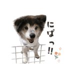 むちゃむちゃ おばあちゃん犬スタンプ（個別スタンプ：17）