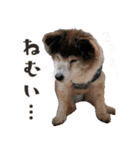 むちゃむちゃ おばあちゃん犬スタンプ（個別スタンプ：18）