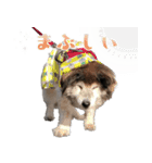むちゃむちゃ おばあちゃん犬スタンプ（個別スタンプ：20）