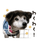 むちゃむちゃ おばあちゃん犬スタンプ（個別スタンプ：21）