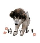 むちゃむちゃ おばあちゃん犬スタンプ（個別スタンプ：22）