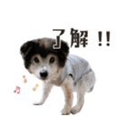 むちゃむちゃ おばあちゃん犬スタンプ（個別スタンプ：23）
