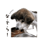 むちゃむちゃ おばあちゃん犬スタンプ（個別スタンプ：24）