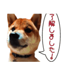 敬語を話す柴犬ゆしろう（個別スタンプ：18）