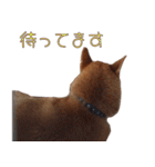 敬語を話す柴犬ゆしろう（個別スタンプ：23）