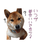 敬語を話す柴犬ゆしろう（個別スタンプ：26）