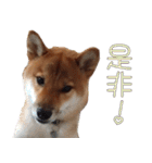 敬語を話す柴犬ゆしろう（個別スタンプ：35）