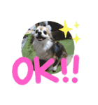 愛犬たっぴー★第2弾（個別スタンプ：1）