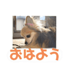 愛犬たっぴー★第2弾（個別スタンプ：2）